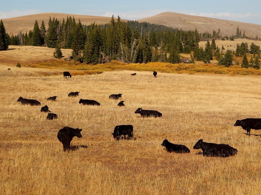 Transakcja została sfinalizowana 14 stycznia, a jej przedmiotem było aż 916 tysięcy akrów ziemi - to cztery razy więcej niż powierzchnia Nowego Jorku i /Shutterstock