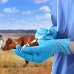 Transgeniczna krowa produkuje w mleku insulinę