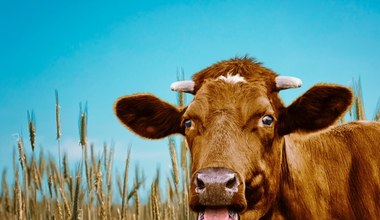 Transgeniczne krowy są szansą dla milionów ludzi na całym świecie