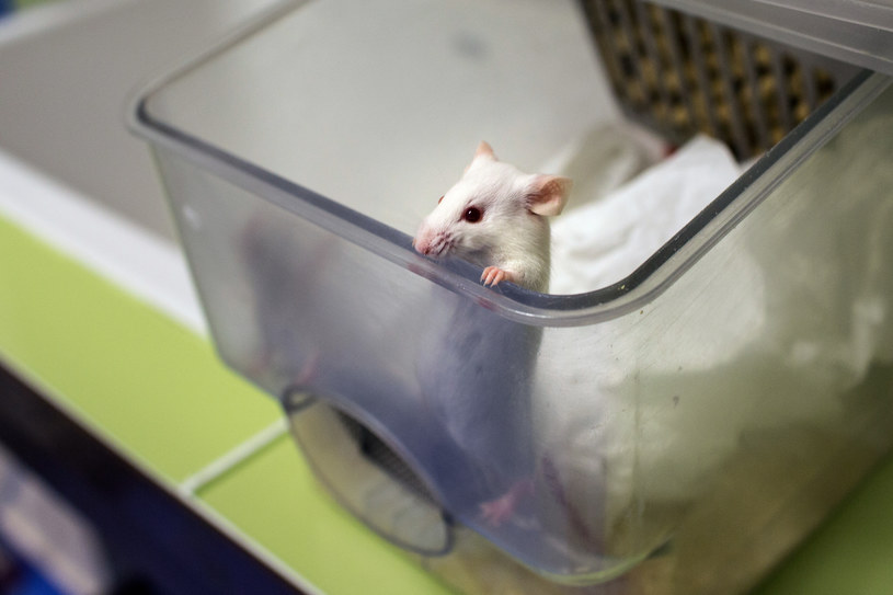 Transgeniczne myszy z wysokim poziomem białka SIRT6 żyły o 30 proc. dłużej /AFP
