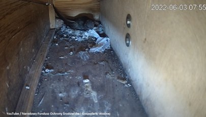 Transmisja online z warszawskiego gniazda jerzyków. Uruchomił ją NFOŚiGW