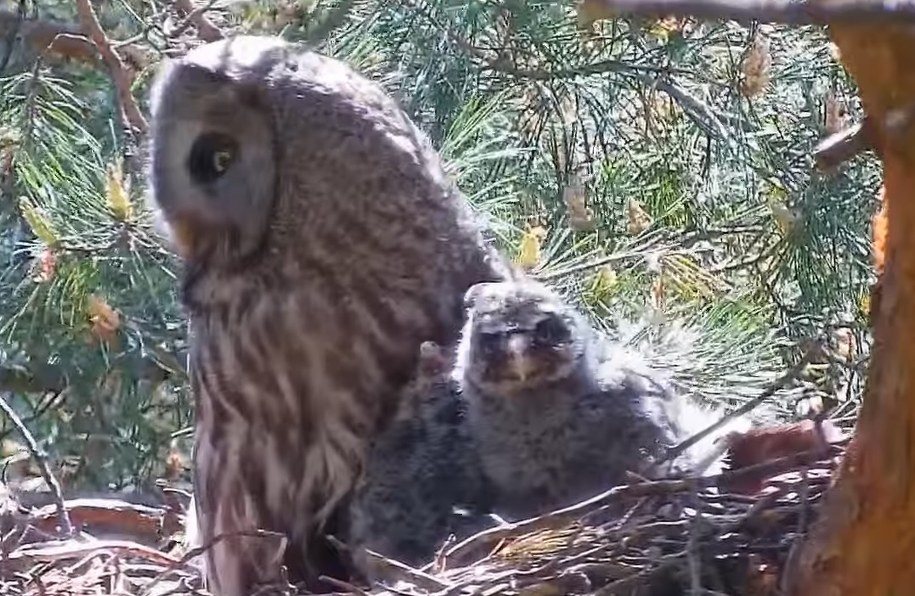 Transmisja z gniazda /YouTube /