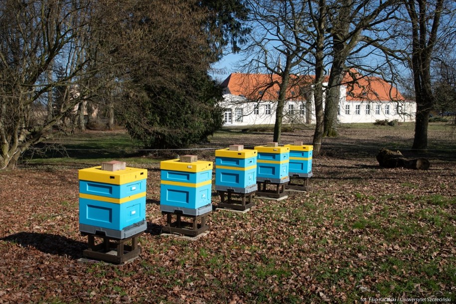 Transmisję z pasieki uniwersyteckiej można całodobowo śledzić w internecie /Uniwersytet Szczeciński  /