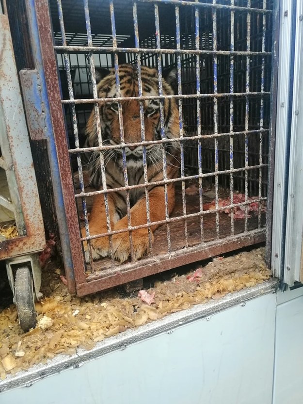 Transport 10 tygrysów utknął na granicy Polski z Białorusią /Gorąca Linia RMF FM