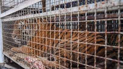 Transport tygrysów. Jak to możliwe, że zwierzęta zostały odprawione?