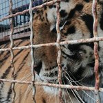 Transport z tygrysami, który utknął na granicy, nie pojedzie na Wschód
