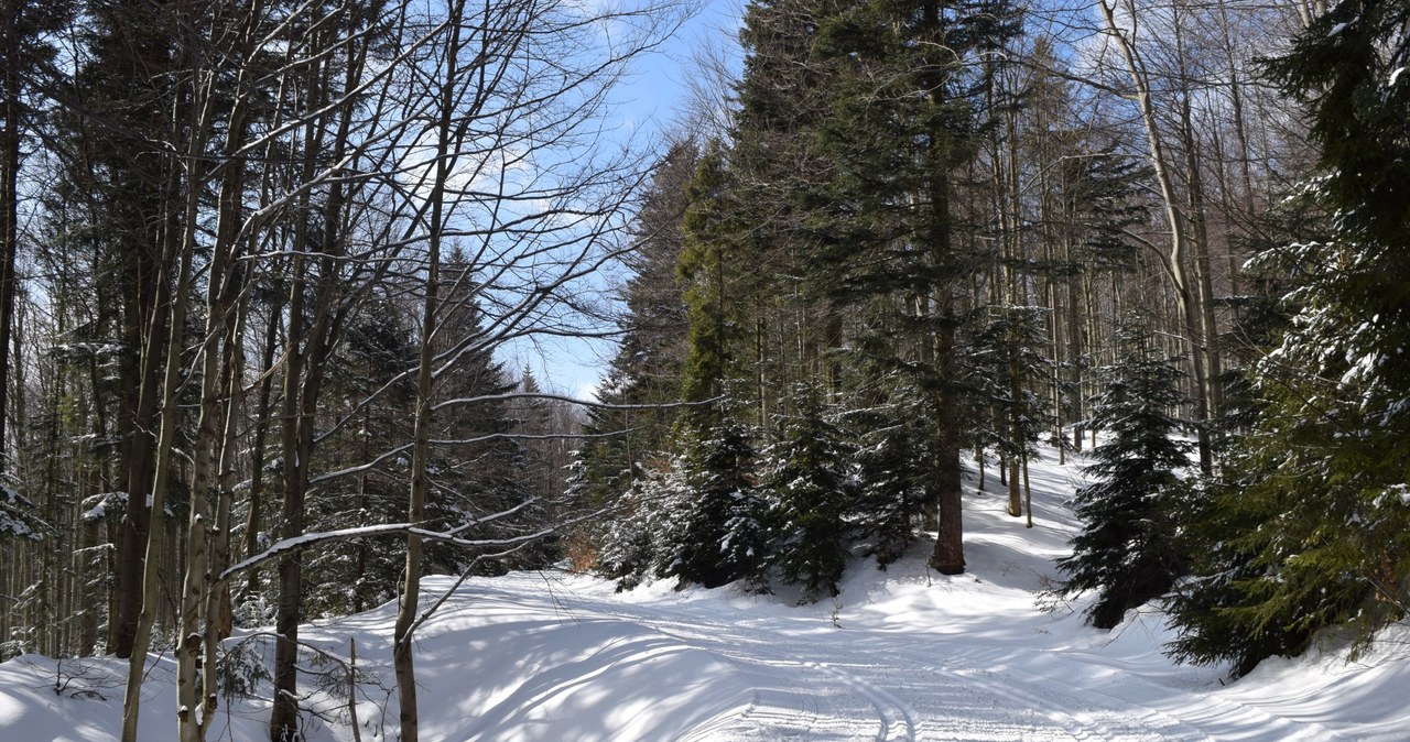 Trasa biegowa "Mogielica" /EKM /INTERIA.PL