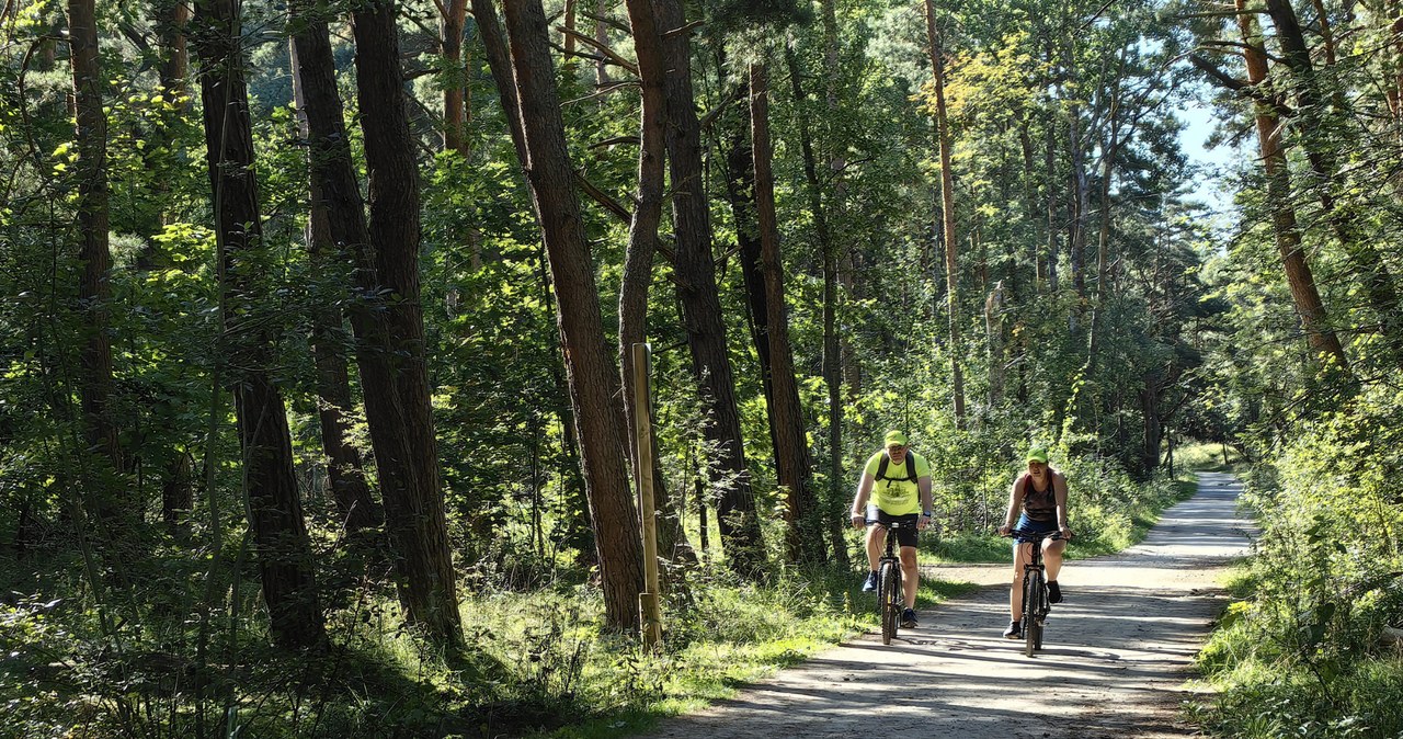 Trasy rowerowe blisko Krakowa? Propozycja Puszczy Niepołomickiej może być strzałem w dziesiątkę. /East News