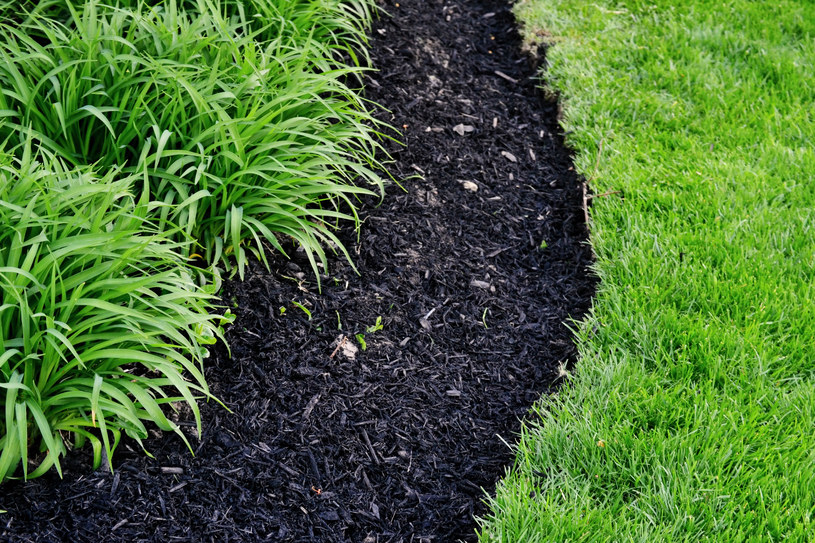 Trawę zazwyczaj sadzi się od połowy kwietnia, do połowy maja. Trawnik najlepiej przekopać trzy tygodnie wcześniej /123RF/PICSEL