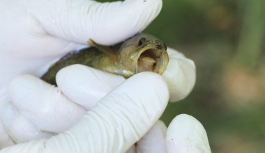 Trawianka sieje spustoszenie w stawie. Inwazyjna ryba w Parku Stobrawskim