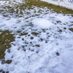 Trawnik utonął pod śniegiem? Uważaj, straty mogą być ogromne