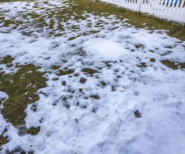Trawnik utonął pod śniegiem? Uważaj, straty mogą być ogromne