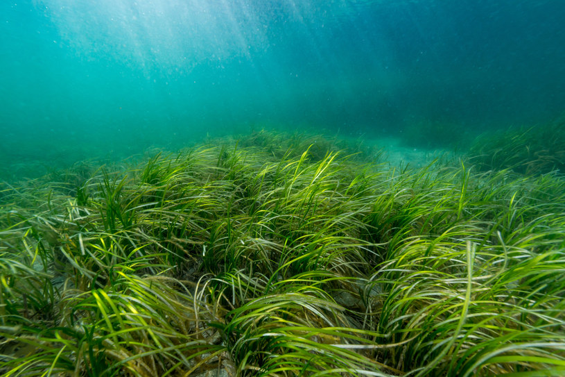 Trawy morskie pochłaniają do 30 razy więcej dwutlenku węgla niż las równikowy /123RF/PICSEL