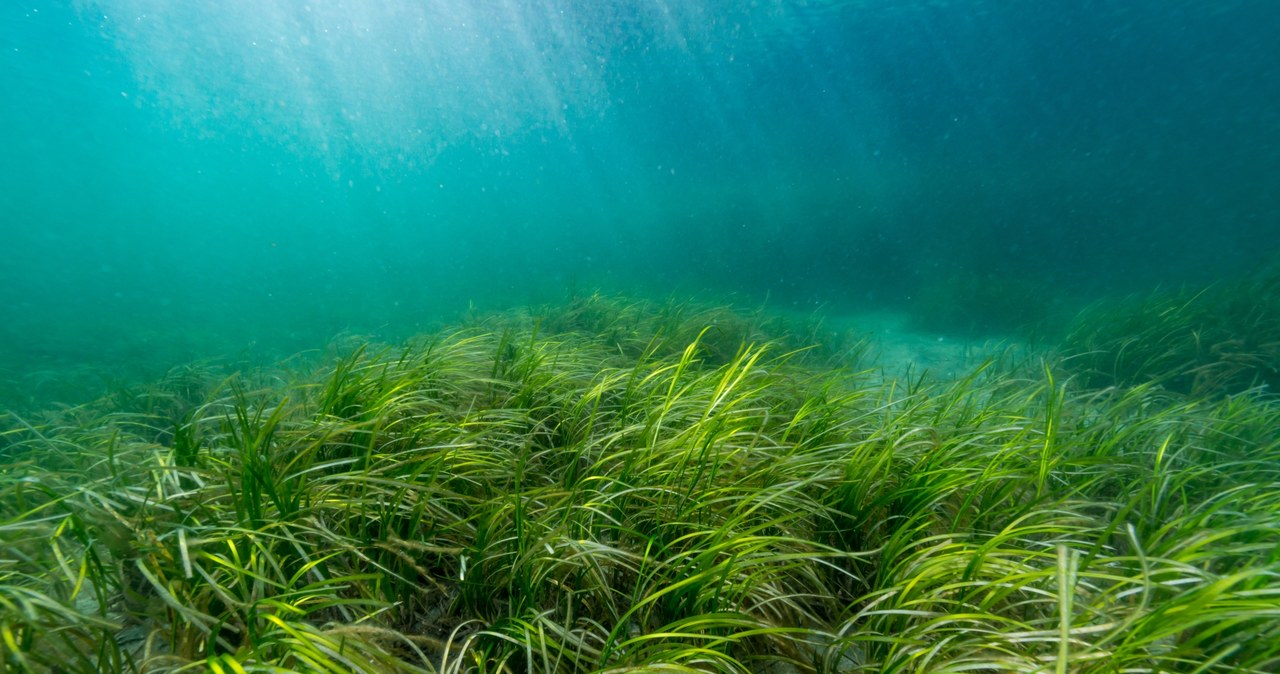 Trawy morskie pochłaniają do 30 razy więcej dwutlenku węgla niż las równikowy /123RF/PICSEL