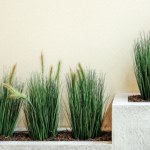 Trawy ozdobne na balkonie - jakie gatunki najlepiej posadzić?