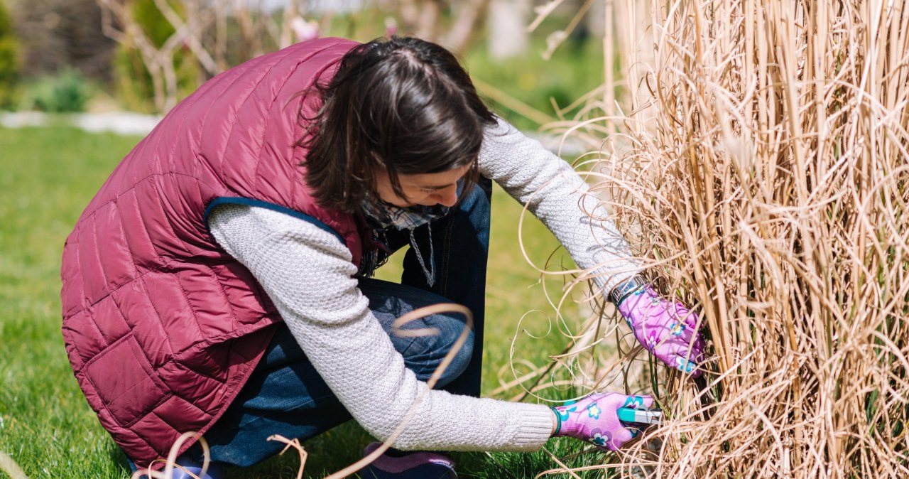 Trawy ozdobne wymagają tego zabiegu przed nadejśćiem wiosny. Dzięki temu będą bujnie wzrastać /123RF/PICSEL