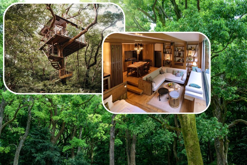 Treeful to luksusowy hotel na drzewach w Japonii. /Treeful Treehouse Sustainable Resort/Facebook /123RF/PICSEL