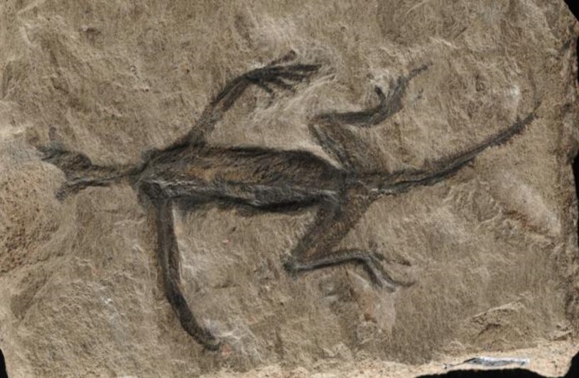 Tridentinosaurus antiquus odkryto we włoskich Alpach w 1931 roku i uznano go za ważny okaz dla zrozumienia wczesnej ewolucji gadów /Dr Valentina Rossi /materiały prasowe