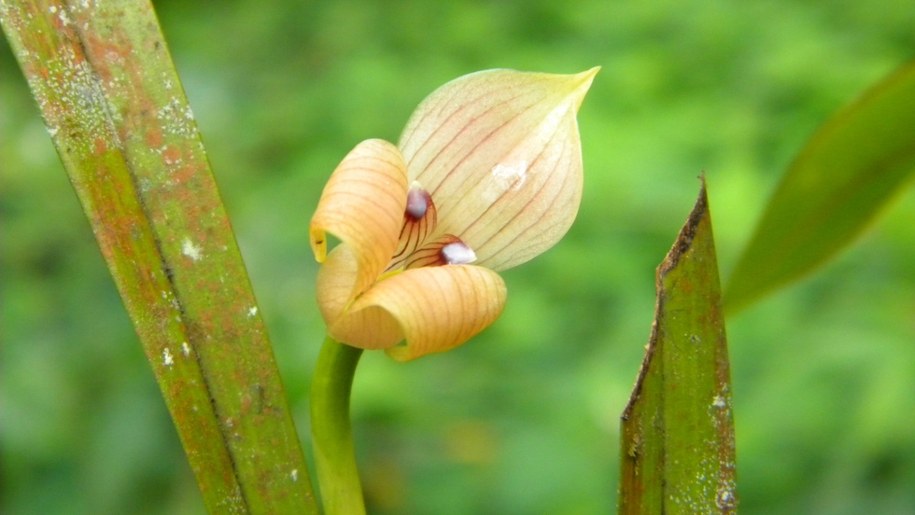 Trigonidium egertonianum /Fot. Marta Kolanowska /