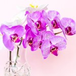 Trik na storczyki. Wlej to do wody, a kwiaty eksplodują kolorami