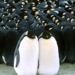 Triumf pingwinów w USA