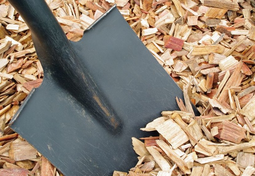 Trociny mogą być wykorzystane jako ściółka, ale pod jednym warunkiem /123RF/PICSEL