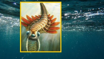 Trójoki łowca sprzed epok. Poznaj Mosurę fentoni!