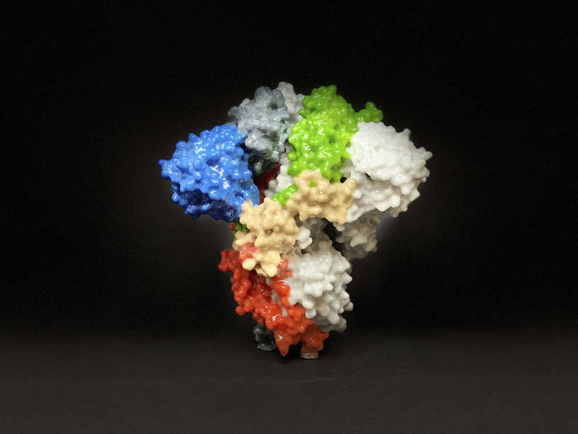 Trójwymiarowy model cząsteczki koronawirusa / NIAID /Agencja FORUM