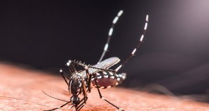 Tropikalna choroba dotarła do Europy. "Ekspansja to tylko kwestia czasu"