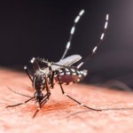 Tropikalna gorączka dotarła do Europy. "Ekspansja to tylko kwestia czasu"