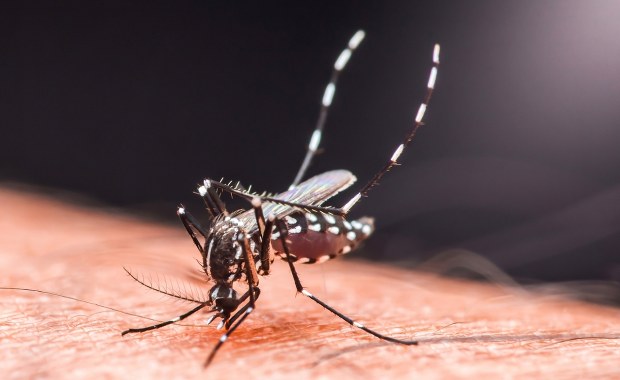 Tropikalna gorączka dotarła do Europy. "Ekspansja to tylko kwestia czasu"