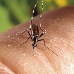 Wirusy Tropikalne choroby w Polsce są nieuchronne. Chikungunya do nas dotrze