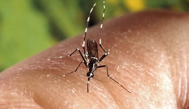Tropikalne choroby w Polsce są nieuchronne. Chikungunya do nas dotrze