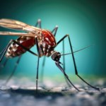 skutki wirusa zika Tropikalne komary podbijają Europę i USA. Odbywają się polowania