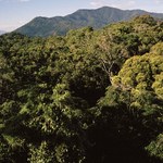 Tropikalne lasy deszczowe Australii od dziesięcioleci umierają szybciej niż wcześniej