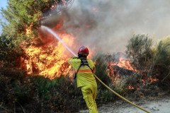 Tropikalne upały w Portugalii doprowadziły do dużych pożarów lasów 