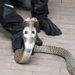Tropikalny wąż ukąsił ochroniarza w Łodzi. Mężczyzna jest w stanie ciężkim