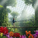 Łódź Tropiki w środku Polski? Łódź planuje całoroczną dżunglę pod szkłem