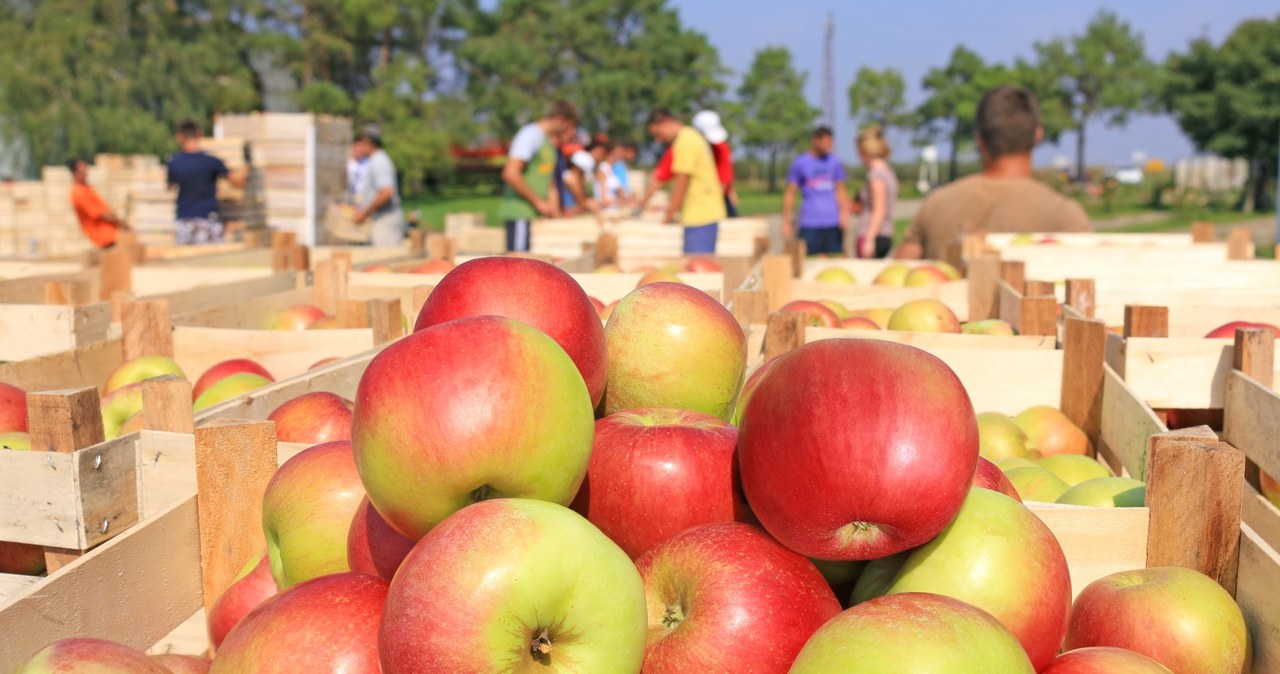 Trudna sytuacja na rynku jabłek /123RF/PICSEL