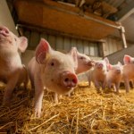 Trudna sytuacja na rynku trzody chlewnej. "Nasiliła się presja spadkowa"