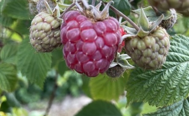 Trudna sytuacja plantatorów malin. Będą protesty?