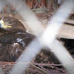 Trudne warunki, by wysiedzieć jajo. Historia orła z gdańskiego zoo