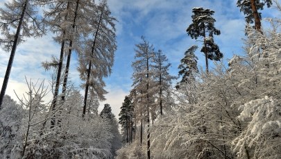 Trudne warunki w Tatrach i Bieszczadach. Ostrzeżenie przed silnym wiatrem i lawinami 