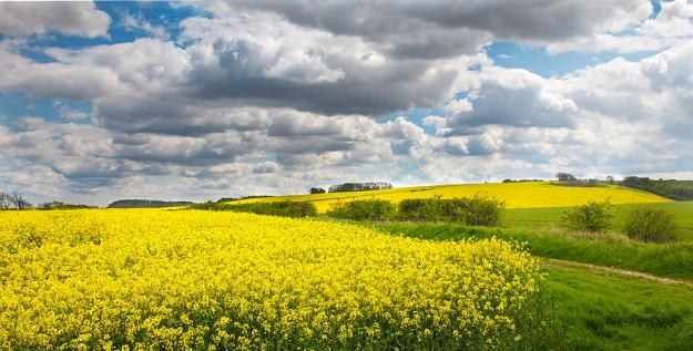 Trudno przewidzieć, jak będzie kształtowała się cena rzepaku w kolejnych miesiącach /&copy;123RF/PICSEL