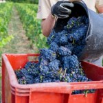 wino Trudny rok dla Francuzów. Sezon może być najsłabszy od 30 lat