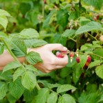 Trudny sezon dla plantatorów. Zbiory spadły nawet o 80 proc.