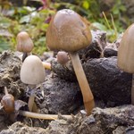 Trujące grzyby, czyli czego unikać w lesie