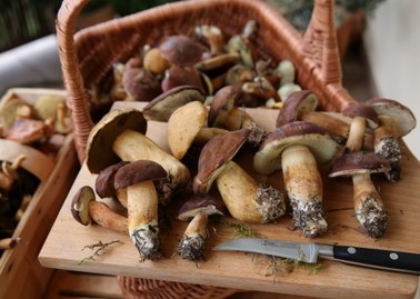Trujące grzyby – fakty i mity