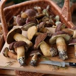 Trujące grzyby – fakty i mity
