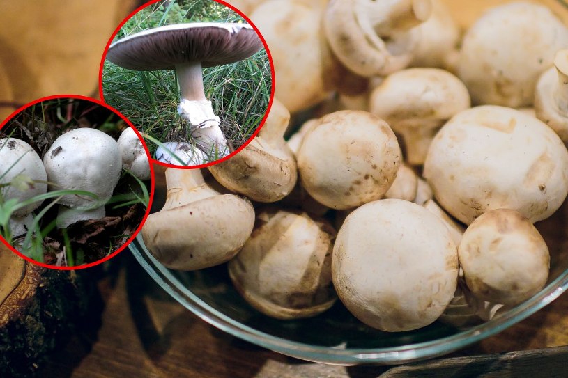 Trujące pieczarki. Oto jak je rozpoznać. Nie zrywaj pod żadnym pozorem